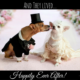 Small dogs getting married