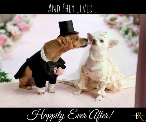 Small dogs getting married